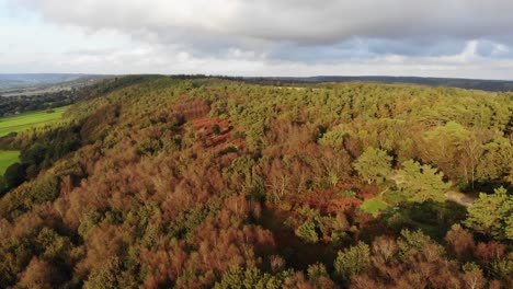 Aerial-Dolly-Over-Sunlit-Autumnal-Beech-Forest-Trees-In-East-Hill-Devon