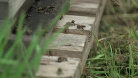 4k-Zeitlupe-Des-Bienenschwarms,-Der-Im-Frühlingsfeld-Um-Den-Bienenstock-Herumfliegt.-Die-Bienen,-Die-Vom-Sammeln-Des-Honigs-Zurückkehren,-Fliegen-Zurück-Zum-Bienenstock