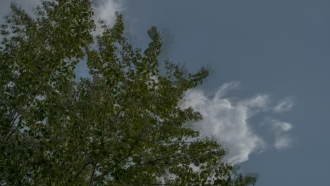 Low-angle-time-lapse-of-a-silver-poplar-and-passing-clouds-on-a-windy-day
