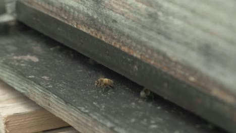 Close-up-shot-of-one-by-one-bees-coming-out-from-the-wooden-bee-hive-and-flying-away