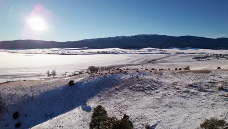 Drone-shot-of-elk-on-a-mountainside-with-the-sunset-in-the-distance