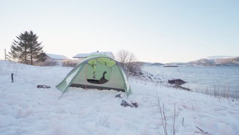 Small-Tent-Set-Up-At-A-Snowy-Beach-In-Indre-Fosen,-Norway---Medium-shot
