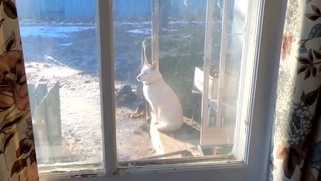Weißer-Husky-Hund,-Der-Im-Winter-Auf-Der-Veranda-Eines-Hauses-Im-Hinterhof-Sitzt-Und-Bewacht