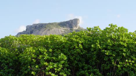 The-peak-of-Tafelberg-mountain-appearing-over-the-top-of-a-mangrove-forest-on-the-Caribbean-island-of-Curacao