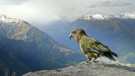 Ein-Wunderschöner-Einheimischer-Kea-Vogel,-Der-Auf-Dem-Berggipfel-Mit-Riesigen-Schneebedeckten-Bergen-Steht