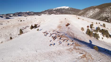 Vista-Aérea-De-Drones-De-Una-Manada-De-Alces-En-Una-Ladera-Cubierta-De-Nieve