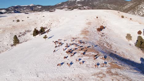 Drone-shot-over-a-large-herd-of-Elk-grazing-on-a-snowy-mountainside