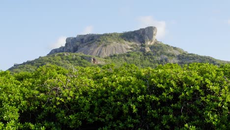 Looking-up-towards-the-top-of-the-epic-Tafelberg-mountain-through-a-mangrove-forest-in-Curacao,-Caribbean