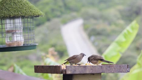 Birds-eating-their-breakfast-in-Wilderness,-South-Africa