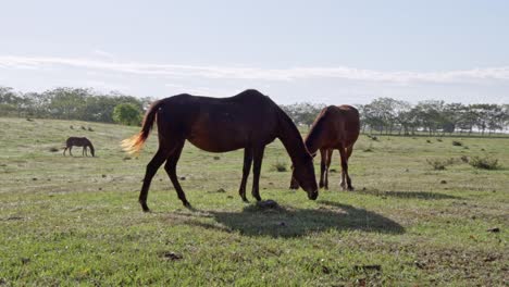An-Einem-Sonnigen-Tag-Fressen-Pferde-Das-Gras,-Auf-Einem-Bauernhof-In-Der-Karibik