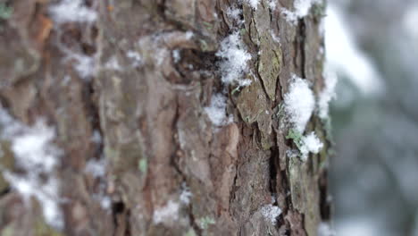 Downward-tilt-close-up-of-snowy-trunk-of-pine-tree,-shallow-DOF