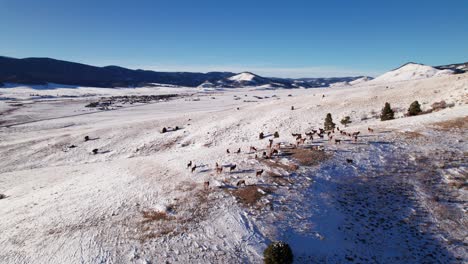 Aerial-drone-shot-circling-a-herd-of-elk-on-a-snowy-mountainside