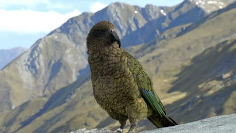 Ein-Wunderschöner-Einheimischer-Kea-Vogel,-Der-Auf-Dem-Berggipfel-Steht