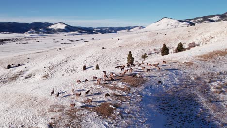 Stationary-aerial-drone-shot-of-a-herd-of-Elk-on-a-snow-covered-hill