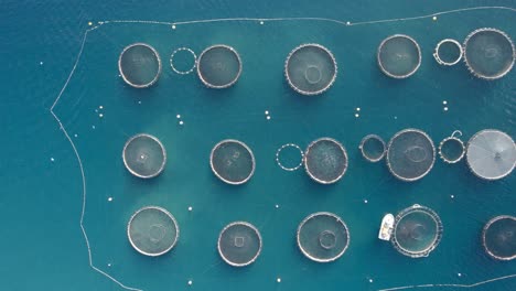 Aerial-top-down-shot-of-huge-fish-growing-farm-with-net-cages-for-sea-bass,-seabream,-and-other-seafood-species
