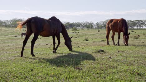 Horses-eat-grass-on-a-sunny-day,-close-shot,-slow-motion