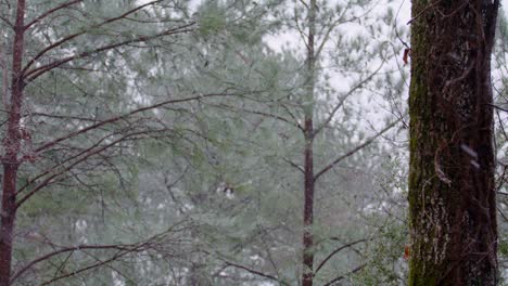 Snowfall-between-tree-branches-of-a-coniferous-forest-in-winter