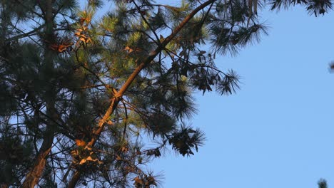Monarchfalter-überwintern-In-Pacific-Grove,-Kalifornien