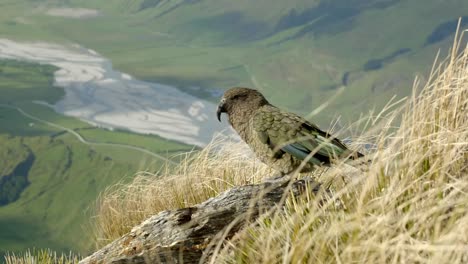 Ein-Wunderschöner-Einheimischer-Kea-Vogel,-Der-Auf-Dem-Berggipfel-Steht