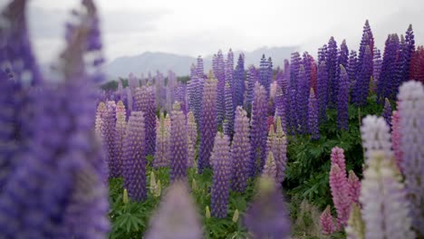 Schöne-Lila-Blumen-In-Einem-Feld-Mit-Bergen-Und-Hügeln-Im-Hintergrund