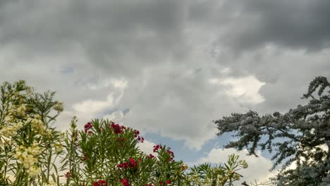 Niedrigwinkel-Zeitraffer-Von-Nerium-Oleander--Und-Akazien-Baileyana-Bäumen-Mit-Wolken,-Die-Sich-Im-Hintergrund-Bewegen