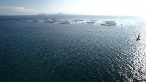 Aerial-approach-to-the-huge-sea-bass-and-sea-bream-farm-with-net-growing-cages-for-seafood