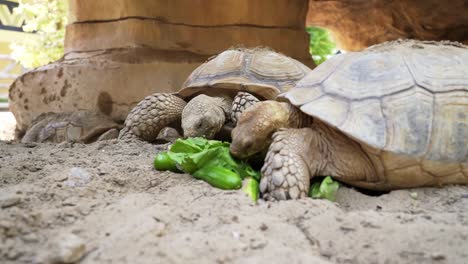 2-Schildkröten,-Die-Grünes-Blattgemüse-Essen,-Teilen-Sich-Eine-Mahlzeit,-Als-Eine-Andere-Kommt,-Um-Mit-50-Fps-Mitzumachen