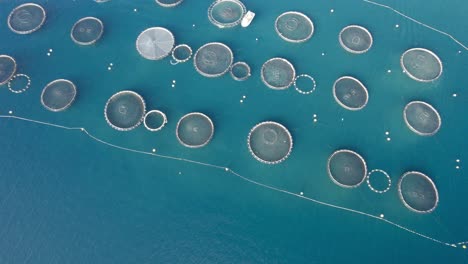 Aerial-approach-to-the-huge-fish-growing-farm-with-net-cages-for-sea-bass,-sea-bream,-and-other-seafood-species