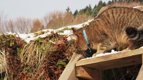 Sweet-European-grey-kitten-cat-sniffing-flehmen-on-an-outdoor-ladder-stair-with-snow-slow-motion-100-ips-FHD