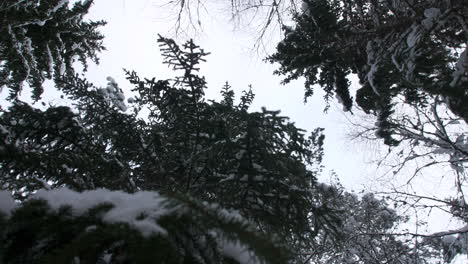 Snowy-spruce-trees-and-bright-sky,-POV-from-moving-person-looking-up