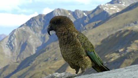 Un-Hermoso-Pájaro-Kea-Nativo-Parado-En-La-Cima-De-La-Montaña