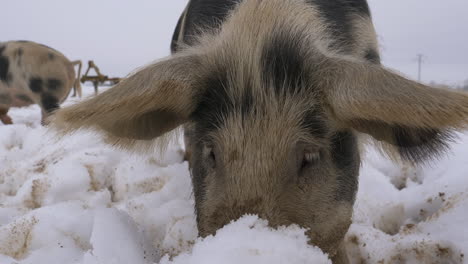 Slow-motion-shot-of-cute-hairy-Swine-digs-with-snout-in-deep-white-snow-outdoors-at-farm---Portrait-shot-with-Hanging-ears,-close-up