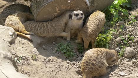 Close-up:-Cute-Group-of-young-Meerkats-cuddling-and-hiding-outdoors-behind-massive-wood-trunk-during-hot-sunny-day