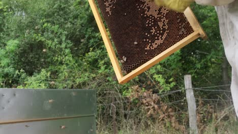Imker-Hält-Eine-Wabe-Voller-Bienen