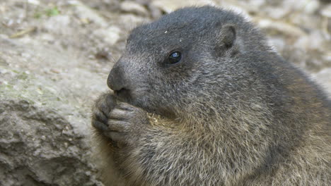 Macro-close-up-of-wild-cute-Groundhog-eating-food-outdoors-in-mountains-of-Europe
