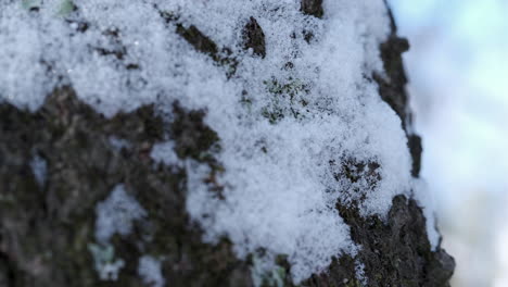 Tight-shot-of-snow-on-the-side-of-a-tree-in-the-forest