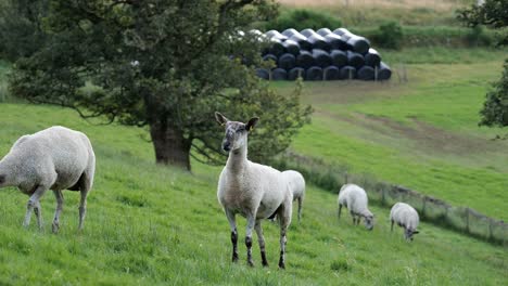 Mehrere-Schafe-Grasen-In-Der-Schottischen-Landschaft-Mit-Grünem-Gras