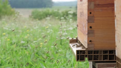 Blick-Auf-Bienen,-Die-Fliegen,-Um-Auf-Den-Brettern-Der-Hölzernen-Bienenstockbox-Zu-Landen,-Die-In-Einem-Feld-Platziert-Sind