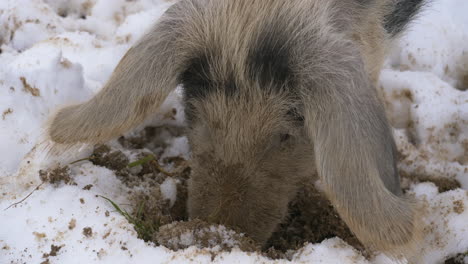 Close-up-shot-of-Wool-Pig-looking-for-food-in-frozen-mud-between-snow-in-winter