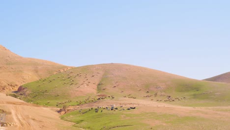 Schafe-Grasen-Auf-Wüstenhügeln