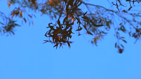 Monarchfalter,-Die-Sich-Bei-Sonnenuntergang-Zusammenschließen,-Um-Warm-Zu-Bleiben