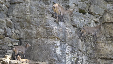 Static-shot-of-Capra-Ibex-jumping-on-steep-rocky-cliff-wall-downhill-into-valley