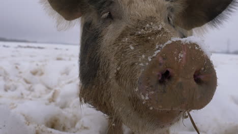 Portrait-close-up-of-cute-Wool-Pig-eating-outdoors-during-snowy-day-in-winter
