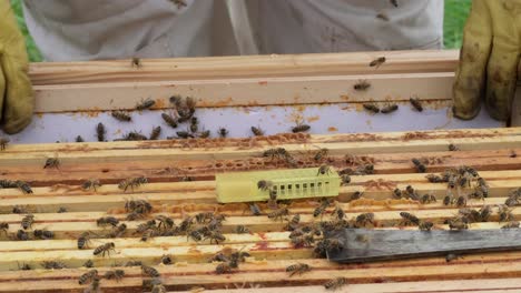 Employee-in-protective-mask-takes-out-honey-comb-with-insects-from-wooden-beehive-examining-at-apiary-on-green-meadow-closeup