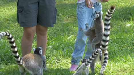 Group-of-cute-Suricata-Meerkats-feeding-by-farmer-on-grass-field-in-wilderness