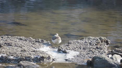 Sandpiper-on-a-pond-in-an-early-winter