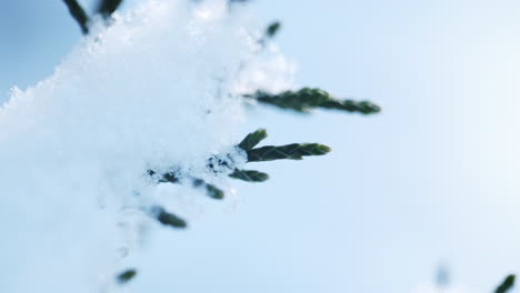 Macro-shot-of-snow-on-pine-needles