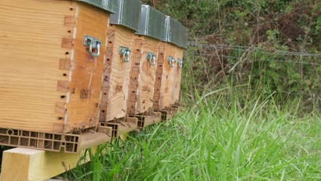 Blick-Auf-Bienen,-Die-Fliegen,-Um-Auf-Den-Brettern-Der-Hölzernen-Bienenstockbox-Zu-Landen,-Die-Auf-Einem-Grasbewachsenen-Feld-Platziert-Sind