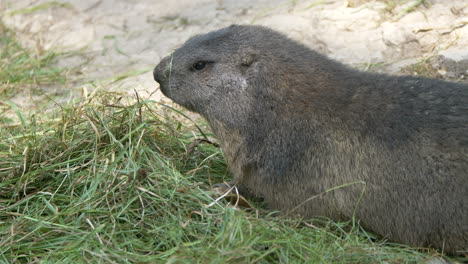 Close-up-shot-of-cute-Groundhog-eating-straw-and-green-hay-outdoors-in-wilderness
