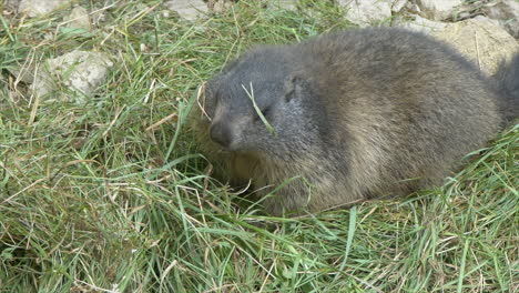 Cute-bay-Grounhog-eating-green-grass-in-wilderness-during-bright-sunny-day,close-up-shot